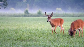 Make 2022 The Best Deer Season Yet By Starting Prep Now